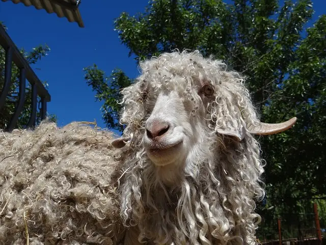 Caprins Angora