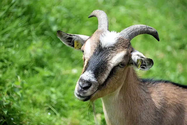 Caprins Lait