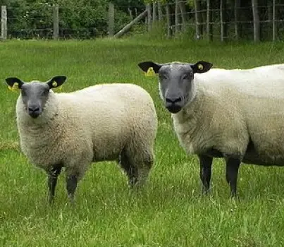 Ovins Viande