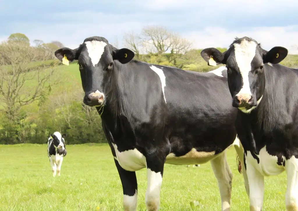 Vaches Laitieres